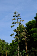 Fototapeta premium Tall agave flower stalk reaching into blue sky above lush greenery