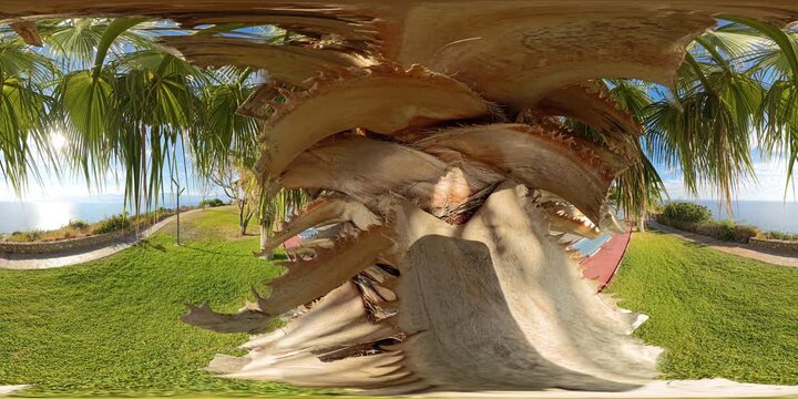 A VR 360-degree panoramic view featuring the textured trunk and sharp fronds of a palm tree with a grassy landscape and sea in the background