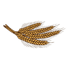 Wheat ears, bundle of grain culture, colourful, hand-drawn illustration, line art contour, isolated © Iryna Nevruzova