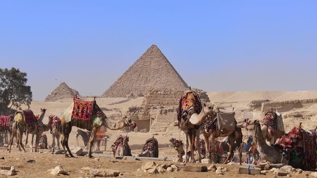 Decorated camels in front of Pyramid of Khafre at Giza plateau, Egypt. Colorful camel caravan with locals in sandy desert under vivid blue sky. Travel content.