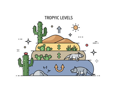 Trophic levels desert ecosystem scene where cacti, herbivores, and predators are shown in layered feeding levels while small sparkle and sun icons emphasize