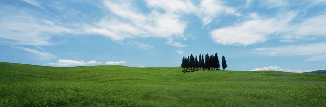 Panoramic landscape view of Cypress trees in an idyllic, rolling green landscape below a sunny blue 
