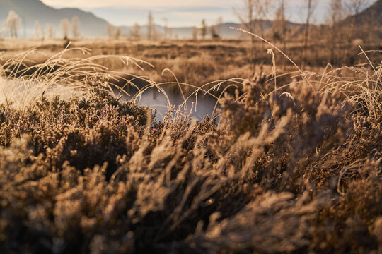 Close up of patches of low, brown grass in sunlight on Kendlmuehlfilzen moor, Bavaria, Germany
