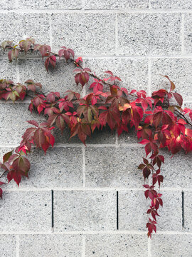 Ivy branches with red leaves stretching across concrete wall
