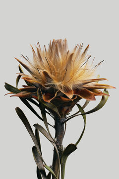 Close up of beautiful pale yellow protea flower against white background

