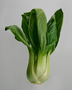 Close up of fresh green bok choy isolated against gray background

