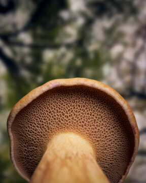 Close up view from below of a brown variegated bolete mushroom below blurred trees
