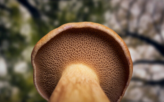 Close up view from below of a brown variegated bolete mushroom below blurred trees
