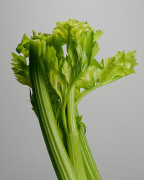 Close up of fresh green celery against gray background
