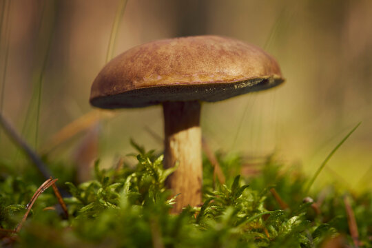 Close up of beautiful brown bay bolete mushroom growing among woodland undergrowth
