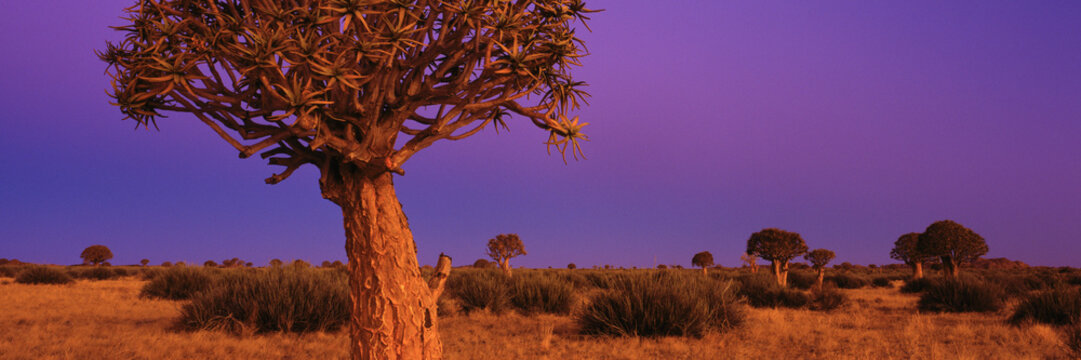 Panoramic shot of Quiver trees against dramatic purple sunset sky, Namibia

