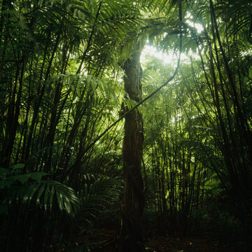 Lush green foliage on trees in rainforest, Momotombo, Nicaragua
