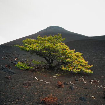 Low angle view of tree growing at base of Momotombo Volcano, Nicaragua
