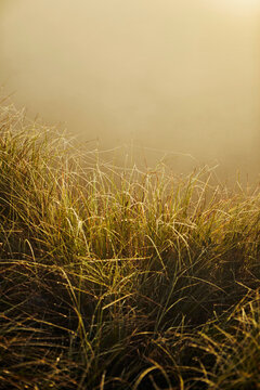 Close up of dewdrops and spiderweb on wet grass in sunlight
