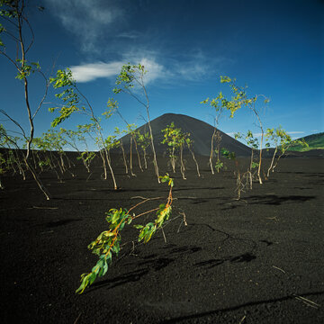 Saplings growing in black sand below Cerro Negro volcano, Nicaragua
