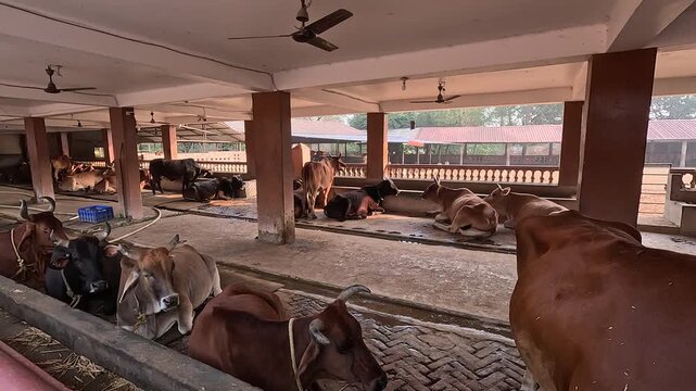  Indian cows resting in a cow shed (goshala) in rural areas of West Bengal, India. Animal welfare  ideas.
