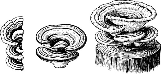 Detailed black and white ink of shelf fungi growing a tree stump and isolated fungus © Milon