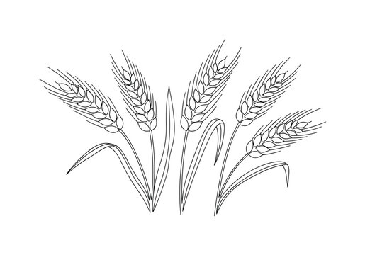 Wheat Ears. Minimalistic one-line drawing wheat stalks with detailed kernels and leaves, continuous single black line on white background, simple outline