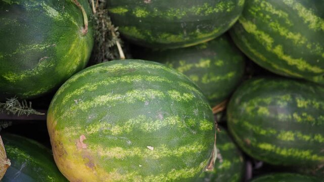 Abundance of ripe green watermelons with yellow spots creating a fresh harvest display.