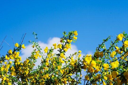 Yellow broom cytisus flowers blooming blue sky clouds spring macro mediterranean spain

