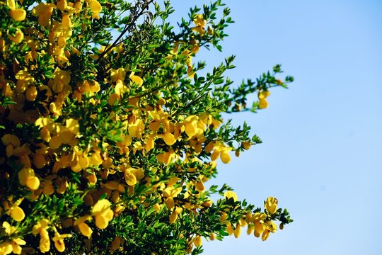Yellow broom cytisus flowers blooming blue sky clouds spring macro mediterranean spain

