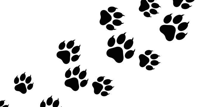 Black paw prints of an animal on a white background, creating a path or trail.