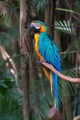 Obraz premium Blue-and-yellow macaw parrot in Chimelong Safari Park in Guangzhou, China.