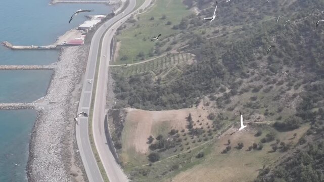 Aerial drone shot of a large flock of storks migrating over the Mediterranean coast - 4K