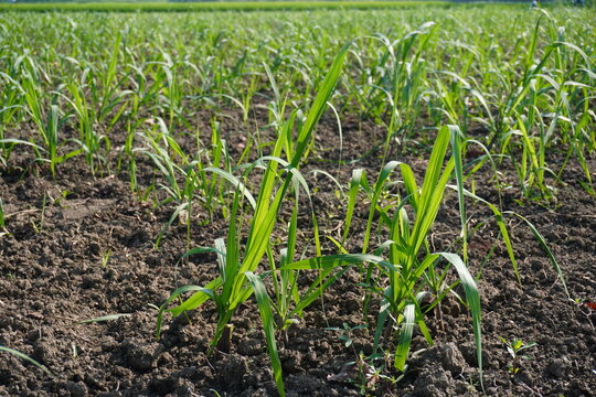 Young Wheat Crop Seedlings in Field