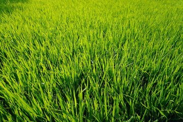 Fototapeta premium Lush Green Rice Plants in Sunlit Field