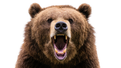 Fierce brown grizzly bear roaring with open mouth displaying sharp teeth and powerful jaws, isolated on transparent background for wildlife designs © Claudia