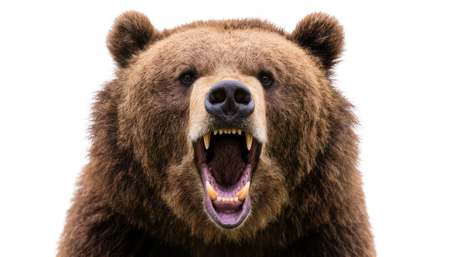 Fierce brown grizzly bear roaring with open mouth displaying sharp teeth and powerful jaws, isolated on transparent background for wildlife designs