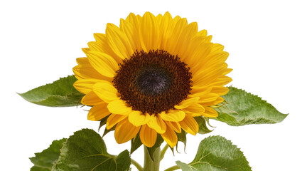Obraz premium Vibrant yellow sunflower with dark brown central disc displaying lush green leaves and sturdy stem, isolated on transparent background for floral designs