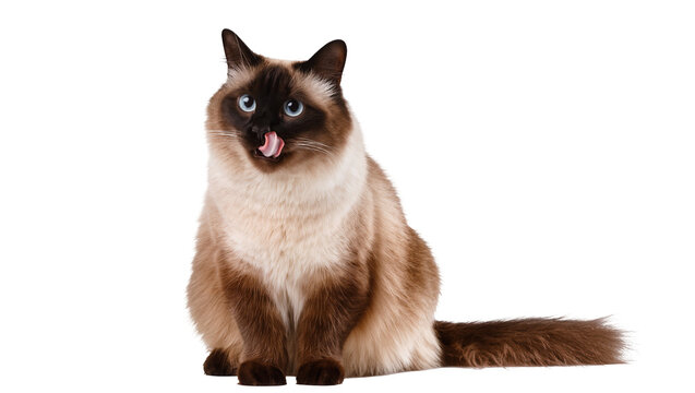 Fluffy Siamese cat with striking blue eyes playfully sticking out its pink tongue, isolated on transparent background for pet adoption posters