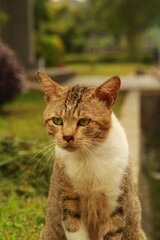 Obraz premium Centered Portrait of Brown Tabby Cat with Sharp Eyes