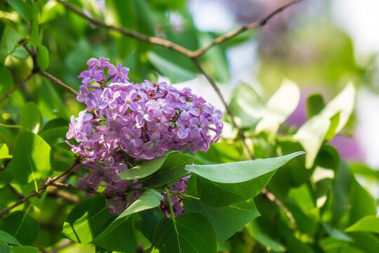 syringa vulgaris blossom in springtime. floral nature background of violet common lilac tree for easter holiday images. outdoor freshness concept on a sunny day