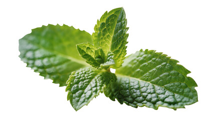 Vibrant green mint leaf with detailed veining and serrated edges, isolated on transparent background for culinary and herbal applications © Joao