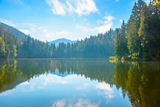 quiet morning by the lake. coniferous forest reflecting on the calm body of water. exquisite place in syneyr national park, ukraine. summer nature background image for earth day or esg report concept