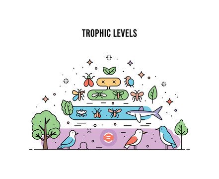 Trophic levels rainforest layers scene where plants, insects, birds, and predators appear in sequential levels while small sparkle and leaf icons emphasize