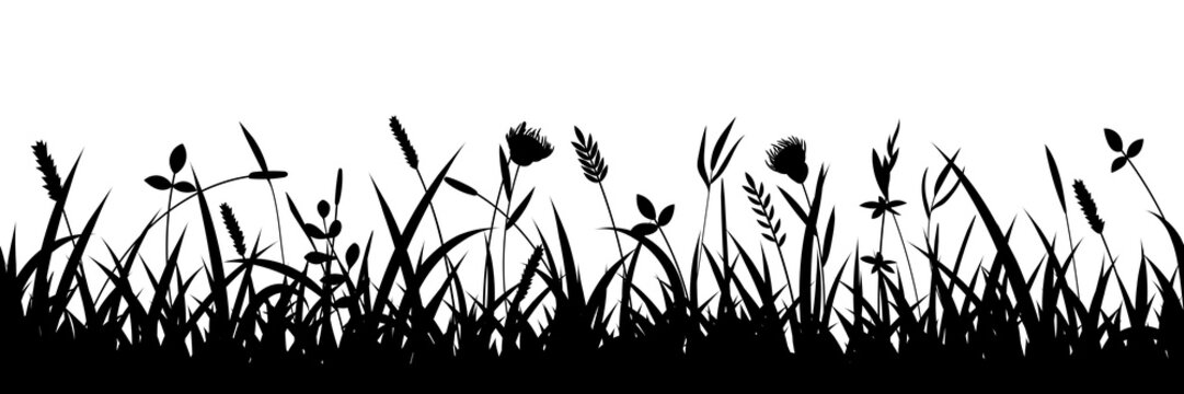 Drawn wild grass isolated on white background, seamless border, vector design