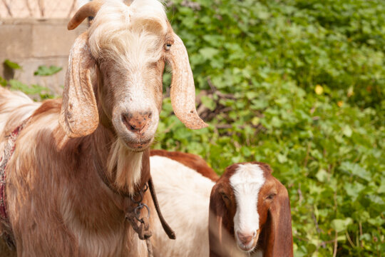 Portrait of a mother goat and her kid