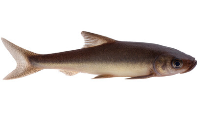 Sleek silver-brown freshwater fish with dark eyes and a forked tail fin, gracefully swimming isolated on transparent background for aquatic designs © Fernando