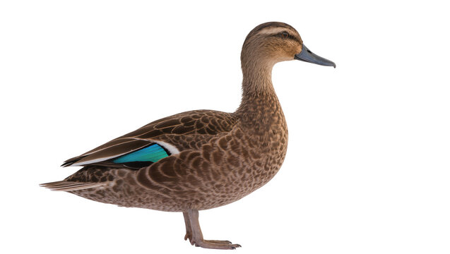 Detailed brown female mallard duck with iridescent teal wing feathers, gracefully posed isolated on transparent background for wildlife designs
