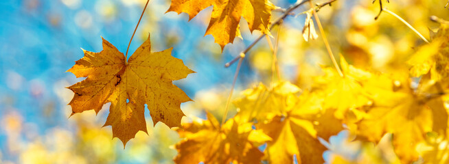 Fototapeta premium Maple branch with yellow but against a blue sky background. Nature background