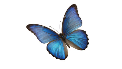 Vibrant blue morpho butterfly with intricate wing patterns displaying delicate scales and a velvety texture, isolated on transparent background for design elements © Joao