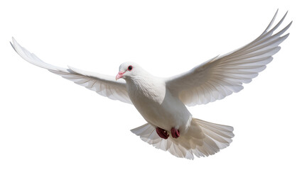 Obraz premium Elegant pure white dove in mid-flight with fully extended wings gracefully soaring upwards, isolated on transparent background for peaceful designs