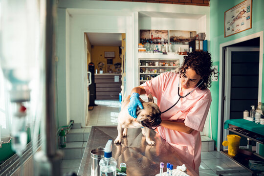 Veterinarian examining french bulldog with stethoscope in clinic
