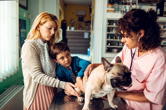 Mother and son with french bulldog at veterinary clinic checkup