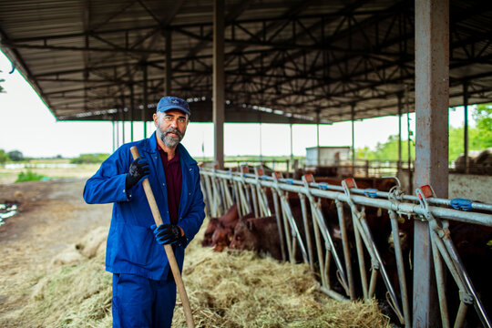 Middle-aged farmer feeding cows in cattle barn