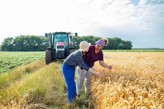 Two farmers inspecting ripe wheat in field with tractor